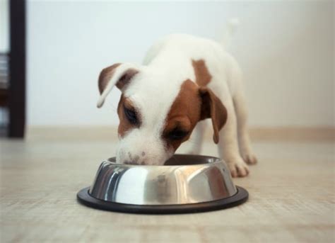 Stomach and Intestinal Ulcers in Dogs | PetMD