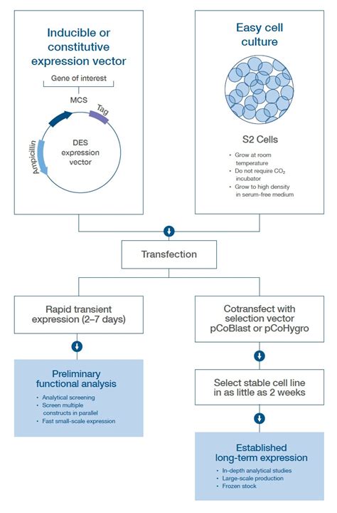 Insect Cell–Based Protein Expression — Protein Expression Handbook | Thermo Fisher Scientific - US