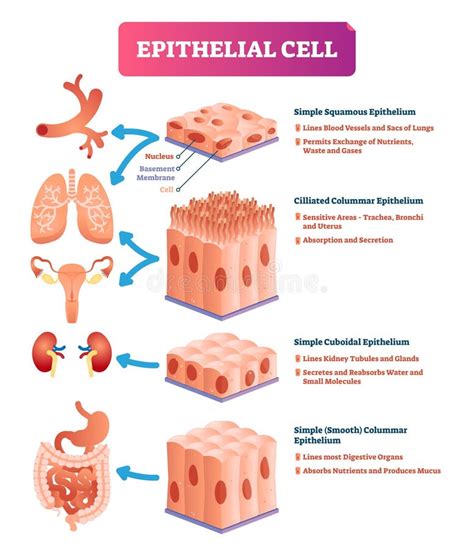 Epithelial Cells Vector Illustration. Medical Location and Meaning ...