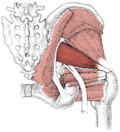 Piriformis Trigger Points