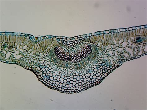 Gsc International Prepared Microscope Slide With Specimen Of Ligustrum ...