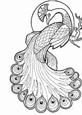 Peacock Coloring Pages For Kids sketch template
