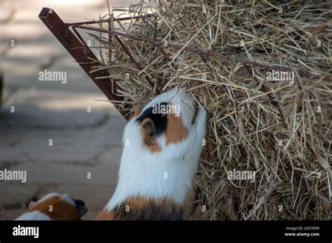 Guinea pig eating hay hi-res stock photography and images - Alamy