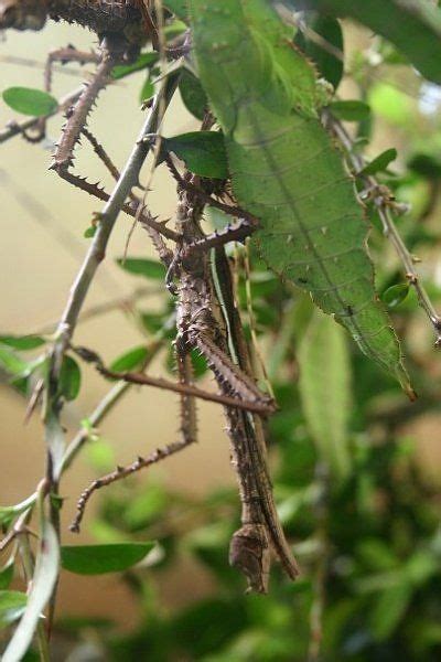 Amazing Insect Camouflage | Stick insect, Walking stick insect ...