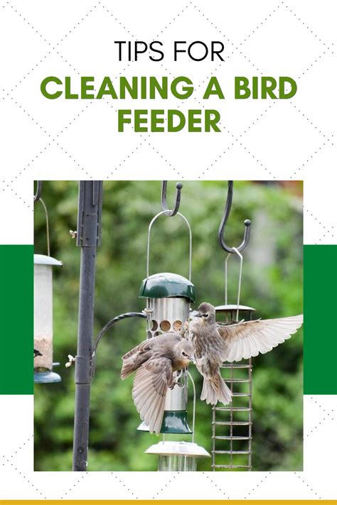 How To Clean Bird Feeders – Our Step-by-Step Instructions | Bird feeders, Feeder, Feed hummingbirds