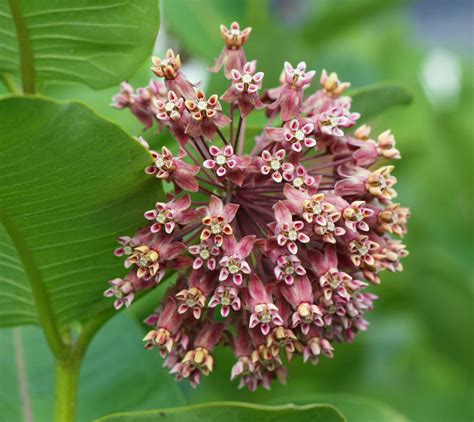 66 Square Feet (The Food): Milkweed Flower Syrup