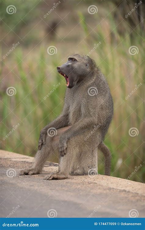 Baboon close up portrait stock image. Image of orange - 174477059