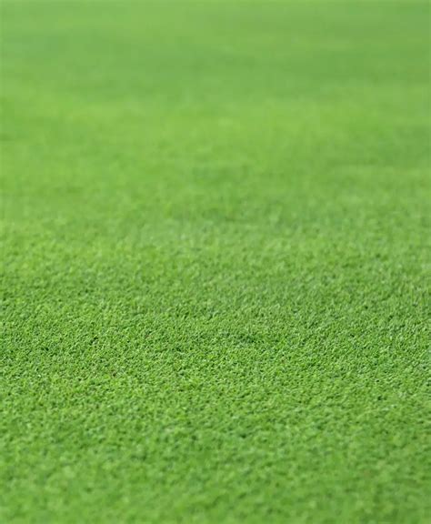 Stock Photo of a Perfect Grass Texture from a Golf Hole