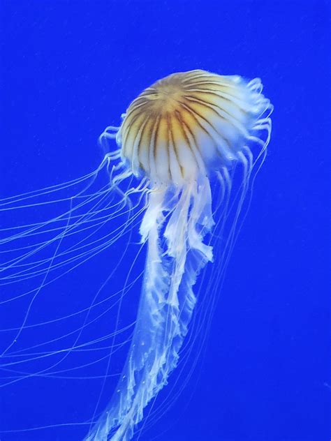 Jelly fish at the Georgia Aquarium - Funtastic Life