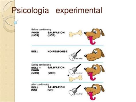 Collibrina Experimental