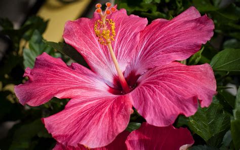 wallpapers: Pink Hibiscus Flower Wallpapers