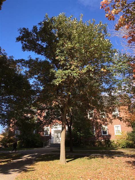 Swamp White Oak | Bates Canopy | Bates College