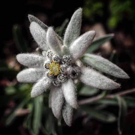 Edelweiss meaning - what is the history behind the flower of Alps?