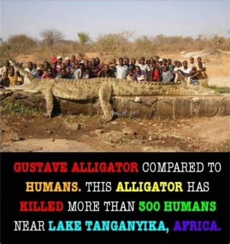 Fact Check: This is not Gustave, the mammoth man-eating croc of Africa’s wetlands - India Today