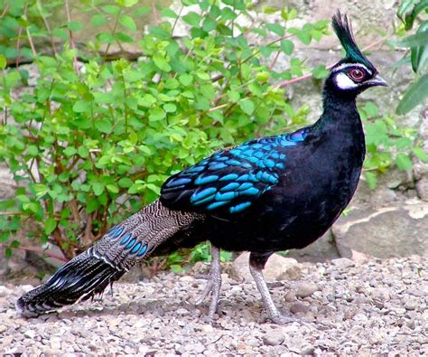 Palawan Peacock-Pheasant | Fun Animals Wiki, Videos, Pictures, Stories