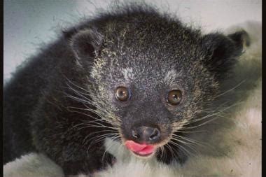 Popcorn-Scented Baby Bearcat Woos Visitors to Staten Island Zoo - West Brighton - DNAinfo New York