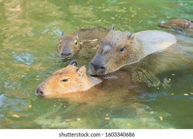 678 Capybara Swimming Images, Stock Photos & Vectors | Shutterstock