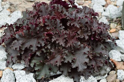 Szkółka Bylin Dobrepole - Heuchera "Black Beauty" - żurawka