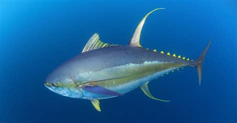 Tuna Teeth: Everything You Need To Know - A-Z Animals