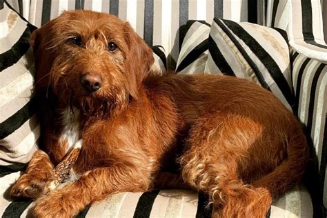 Bassetoodle: Basset Hound Poodle Mix | PoodleHQ