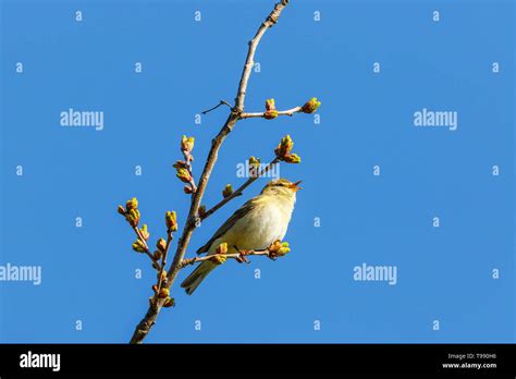 Willow warbler singing at spring Stock Photo - Alamy