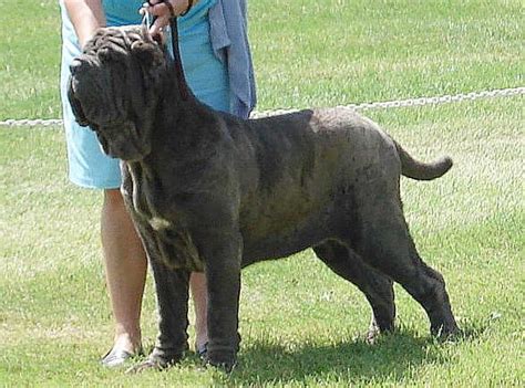 Largest Dog in the World Hercules | Topix | Worlds biggest dog, Big dogs, Very big dog