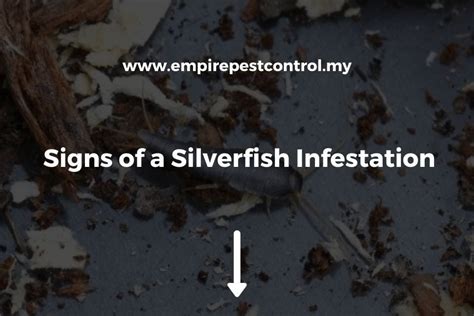 Signs of a Silverfish Infestation - Things You Must Know