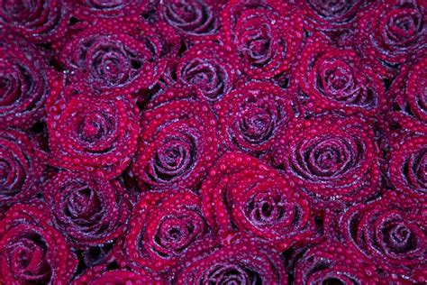 Free Images : texture, flower, petal, heart, rose, pattern, line, red, circle, flowers, font ...