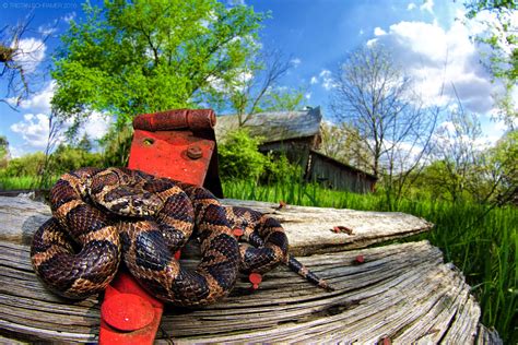 Eastern Milk Snake (Lampropeltis t. triangulum) in Habitat… | Flickr