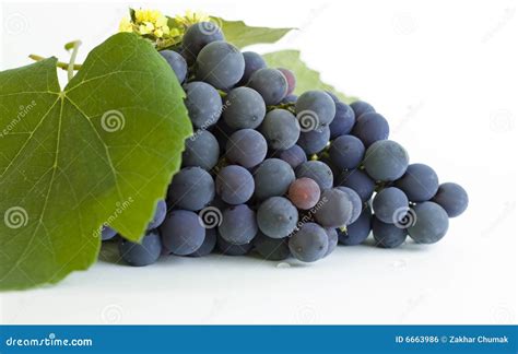 Grapes close-up stock photo. Image of differential, violet - 6663986