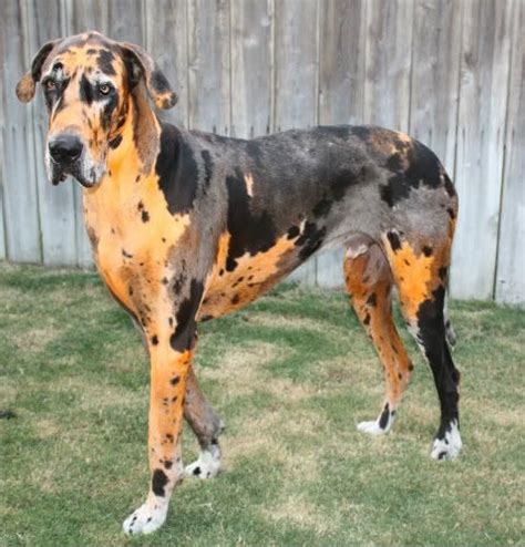 Very rare Orange Merle Great Dane - Great Dane Forums - Post a Question and Get an Answer ...