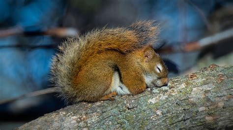 Do Squirrels Sleep at Night? - Squirrelcontrol.ca