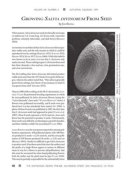 Growing Salvia divinorum from seeds.pdf | DocDroid