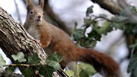 Squirrel in a tree [3] wallpaper - Animal wallpapers - #33691