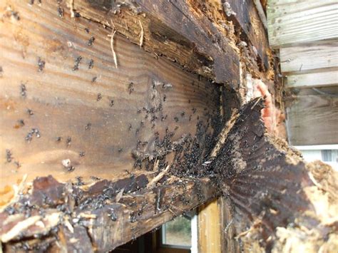 How do you get rid of termites? Think like a bug