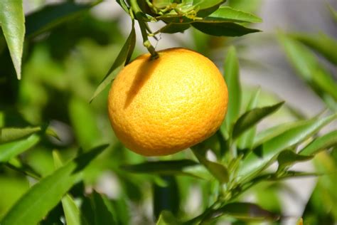 Tangerine Fruit Vitamins Citrus - Free photo on Pixabay