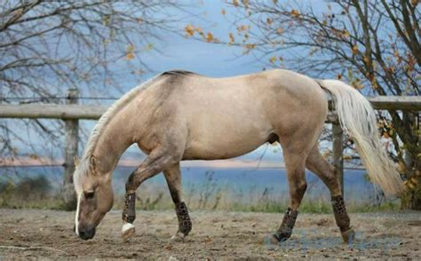 Pin by Erika Baird Xochimitl on Equine - Palomino, From Blond To Chocolate | Quarter horse ...