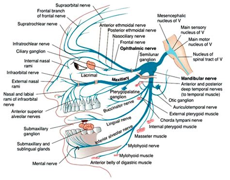 How to Learn the Branches of the Trigeminal Nerve with a Memory Palace — Mullen Memory