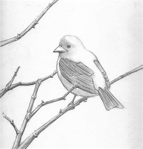 Pencil Drawings | pretty good blog: Bird Pencil Drawing - Scarlett Tanager | Bird drawings, Bird ...