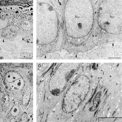 Generation of transgenic mice. (A) Schematic representation of the DNA... | Download Scientific ...