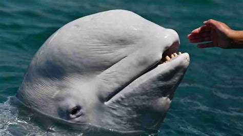 What Do Beluga Whales Eat?