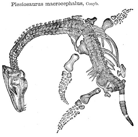 Dinosaur Skeletal Reconstruction Prehistoric Animal Bones - Plesiosaur Skeleton - 8 Sharp