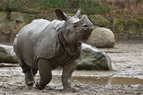 Indian Rhinoceros Facts - CRITTERFACTS