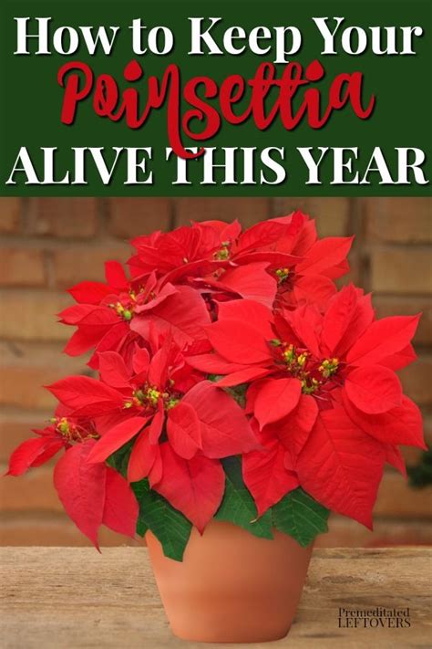 This is how to keep your poinsettia plant alive this year. Use these gardening tips to care for ...