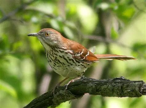 Brown Thrasher Facts | Anatomy, Diet, Habitat, Behavior - Animals Time