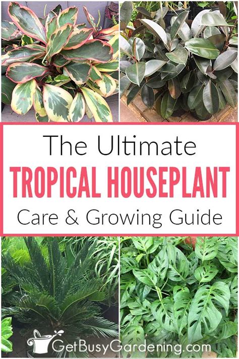 Indoor Tropical Plant Care & Complete Growing Guide - Get Busy Gardening