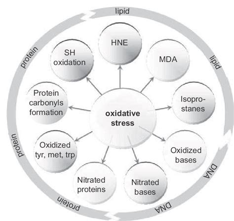 Biomarkers of oxidative stress. Main biomarkers commonly used in the... | Download Scientific ...