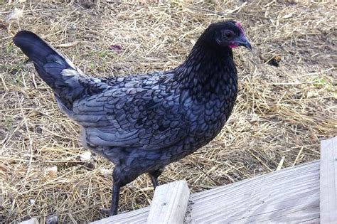 Official Birds of Every State | Birds, Delaware blue hens, Pets