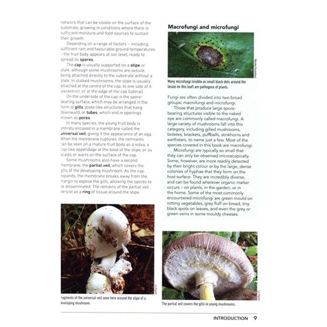 Field Guide to Mushrooms & other Fungi of South Africa - Veldshop.nl