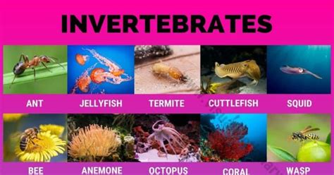 Invertebrates: 40 Great List of Animals that Are Invertebrates - Visual Dictionary